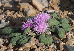 جورینلا موکوس